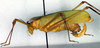 CollectionObject 1501727; 26af57d6-a20b-4ef0-8f00-15972ae2dde8: female, lateral view. (CollectionObject).