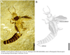 Grammoderma uniforme Yin, Shih, Engel & Ren, 2024: Grammoderma uniforme, male. (Otu).