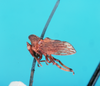Habitus, lateral view: !! display not done !! on Tropidaspis cornuta Haviland, 1925: (Observation).