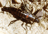 Agathemera maculafulgens Camousseight, 1995: copyright, A Camousseight. female. (Otu).