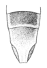 Ellipes rostratus (Hebard, 1928): Pl. 26 Fig. 7 after type. female, distal end of abdomen, ventral view. (Otu).
