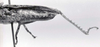 CollectionObject 1506898; 1f2c2497-46a8-48a9-b0c3-8a94adfd83a8: Image C.S. Carbonell. male abdomen, lateral view (holotype). (CollectionObject).
