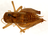 CollectionObject 1499651; 70854c0f-a2aa-4774-b59a-40a3e11838bc: female, dorsal view (allotype). (CollectionObject).