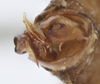 Male genital capsule, lateral view: !! display not done !! on Varma fervens (Walker, 1857): caudal view. (Observation).