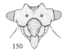 Head: !! display not done !! on Tumecauda schaefferi Goding, 1930: (Observation).