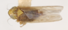 Habitus, dorsal view on Cumora ruppeli (Linnavuori, 1968): (Observation).