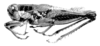 Eurotettix concavus Cigliano, 2007: Fig. 3B. male habitus. (Otu).