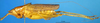 CollectionObject 1567529; a714ccc2-70fc-40b7-be6a-2bf782aa6f93: male, lateral view (paratype). (CollectionObject).