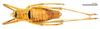 CollectionObject 1531359; b7cc2115-2530-434d-aa94-d038815bdb4f: male, dorsal view (syntype). (CollectionObject).