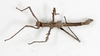 CollectionObject 1558172; 8948cf4d-207b-4e67-b86b-569924ea49cf: copyright NMW, Vienna. male, dorsal view (syntype). (CollectionObject).;CollectionObject 1558173; 08870ce4-b04c-4543-a31f-b1409d0348f5: copyright NMW, Vienna. male, dorsal view (syntype). (CollectionObject).