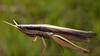 Oxybleptella sagitta Giglio-Tos, 1894: female. (Otu).