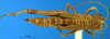 CollectionObject 1567402; 4ebad7ff-47d1-47d1-9a97-aaf8c669238e: female, dorsal view (syntype). (CollectionObject).