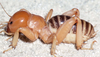 CollectionObject 2774253; CAS Entomology type 20224, a4f6c0f9-2090-453c-95e0-e7b05127067f: male (holotype). (CollectionObject).