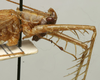 CollectionObject 1535207; b48c002c-6524-4fe9-a695-c76e009b76d3: female pronotum, lateral view (lectotype). (CollectionObject).