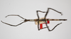 CollectionObject 1561078; 68e7ad06-a0b4-4df3-a4d4-4f1a8775ffd9: copyright ZMHB, Berlin. female, dorsal view (paralectotype). (CollectionObject).