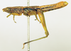 CollectionObject 1518358; 30e4bf80-ba87-4333-b079-a5dcf3de7fb7: male, lateral view (lectotype). (CollectionObject).