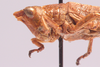 CollectionObject 1583984; TMSA TMOR30360, 96366afa-27fb-45b8-96db-c5da0d66484d: male, head and pronotum, lateral view. (CollectionObject).