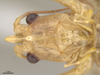 CollectionObject 1590425; 9531c51c-3f29-4cd2-9eb3-53287efb6dc0, MPEGMPEG ORT 16017606: male, frons (holotype). (CollectionObject).