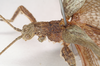 CollectionObject 1561348; NHMUK(SF IMPORT DUPLICATE) 845172-845173, 023e3109-caa2-4943-bf8c-569cbda484df: copyright Natural History Museum, London. male: head and thorax, lateral view (syntype). (CollectionObject).