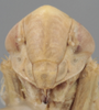 Head on Athysanella (Gladionura) concava Ball & Beamer, 1940: Head. (Observation).