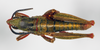 CollectionObject 1540703; 7fc563be-668b-400f-acdf-9ec4a5763663: male, dorsal view (holotype). (CollectionObject).
