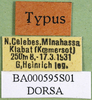 CollectionObject 1500925; 5a74610b-9937-4a72-985c-6b5da2289d92, DORSA BA000595S01: labels (holotype). (CollectionObject).