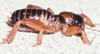 CollectionObject 1591142; d844f9dd-2640-4256-b1ae-31964b795095: male, lateral view (holotype). (CollectionObject).