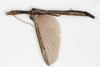 CollectionObject 1559087; NMW 216, 1d2ad33e-903b-4178-9a0a-f130a5b84d6b: copyright NMW, Vienna. female, dorsal view (syntype). (CollectionObject).