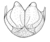Ceuthophilus (Ceuthophilus) uhleri Scudder, 1862: Fig. 744. male subgenital plate. (Otu).