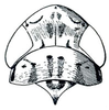 Head: Athysanella magdalena, head, pronotum, and mesonotum, dorsally. (Observation).