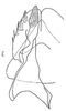Subgenital plate: Stylus and sugential plate, dorsally. (Observation).