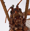 CollectionObject 1534506; ce5c044c-63a5-4c64-bd5b-3821a3e5c63a: male face (holotype). (CollectionObject).