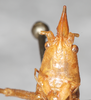 CollectionObject 1531625; 7af52504-3828-4b1b-bf63-70cec441861e: female, head, frontal view (holotype). (CollectionObject).