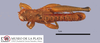 CollectionObject 1513163; 160be42e-012b-45cf-be8b-cb7e9d1052a8: male, dorsal view (holotype). (CollectionObject).