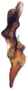 Stylus on Arawa Knight, 1975: Arawa pulchra, stylus, ventrally (INHS). (Observation).