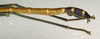 CollectionObject 1558639; NMW 738, bc38f472-b698-4c90-bdb1-4378b8ebecf1: copyright NMW, Vienna. male: end of abdomen, lateral view (holotype). (CollectionObject).
