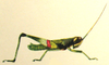 Utanacris pulchra Miller, 1934: Pl. XIII, Fig. 4. male habitus (total length 19 mm). (Otu).