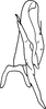 Subgenital plate, ventral view on Anufrievia adaucta Cao & Zhang, 2018: Subgenital plate. (Observation).