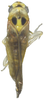 Habitus, dorsal view on Anufrievia anchoroides Lin & Zhang, 2021: (Observation).