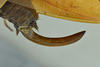 CollectionObject 1532449; cf8cb3fb-105f-43ed-ae42-1118af2ef976, NMW No. 1076: female terminalia, lateral view (holotype). (CollectionObject).