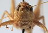 CollectionObject 1589669; b86cc67c-6595-4c42-8d0b-1ecdc7fa848b: female, frontal view. (CollectionObject).