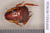 Eurycotis floridana (Walker, 1868): Holotype of synonym Periplaneta semipicta Walker, 1868, juvenile, dorsal. BMNH(E)#878026. (Otu).