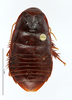 CollectionObject 1587520; MNHN(SF IMPORT DUPLICATE) MNHN-EP-EP811, 3844f535-919f-456a-8314-e8d2e66b47b1: CC BY-NC-ND 4.0/MNHN - Depraetere Marion - 2014. Holotype, male, of parvus Grandcolas & Park, 2005. Specimen number: MNHN-EP-EP811. http://coldb.mnhn.fr/catalognumber/mnhn/ep/ep811. (CollectionObject).