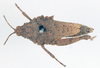 CollectionObject 1572723; a02e75f9-cc32-4b58-87bb-129bc75496bc: female, dorsal view (syntype of Ommexecha lugubris). (CollectionObject).