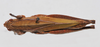 CollectionObject 1533405; a1f24750-c587-48fc-9f11-9872ac2730f9: male, dorsal view (holotype). (CollectionObject).