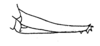 Ceuthophilus (Ceuthophilus) lapidicola (Burmeister, 1838): Fig. 148. ovipositor. (Otu).