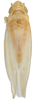 Habitus, dorsal view: !! display not done !! on Erythridula victorialis (Knull, 1946): Habitus (paratype, OSU collection). (Observation).