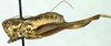 CollectionObject 1568278; 56a1a3cf-6288-4e4e-bd2c-2d131d64bd31: female, lateral view (paratype). (CollectionObject).