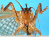 CollectionObject 1500187; c8fea433-028c-443c-b267-fe8f6a7a54e8: female, frontal view (syntype of Gryllacris obscura sumatrana). (CollectionObject).