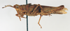 CollectionObject 1535529; 862c7d96-6fd4-4214-b76b-e60ee36b0e14: female, lateral view (holotype of Chrotogonus brevis). (CollectionObject).